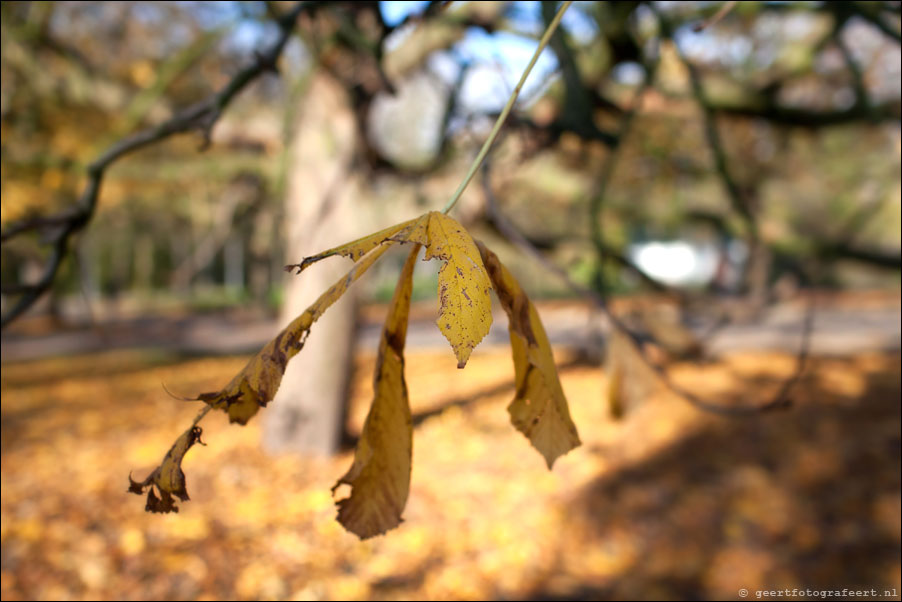 zomerherfst