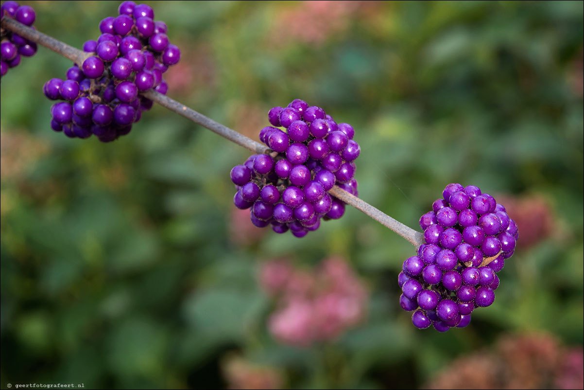 kleurtjes