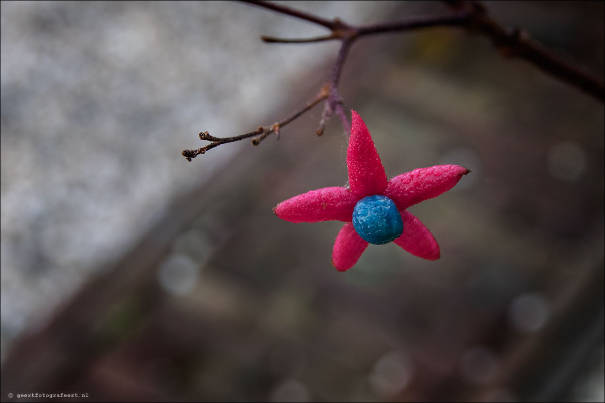 kleurtjes