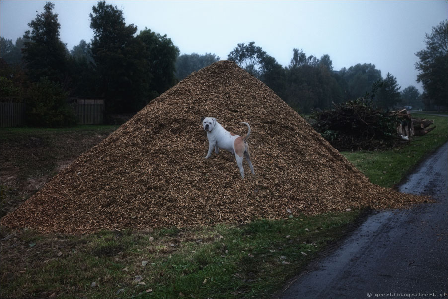 framed dog