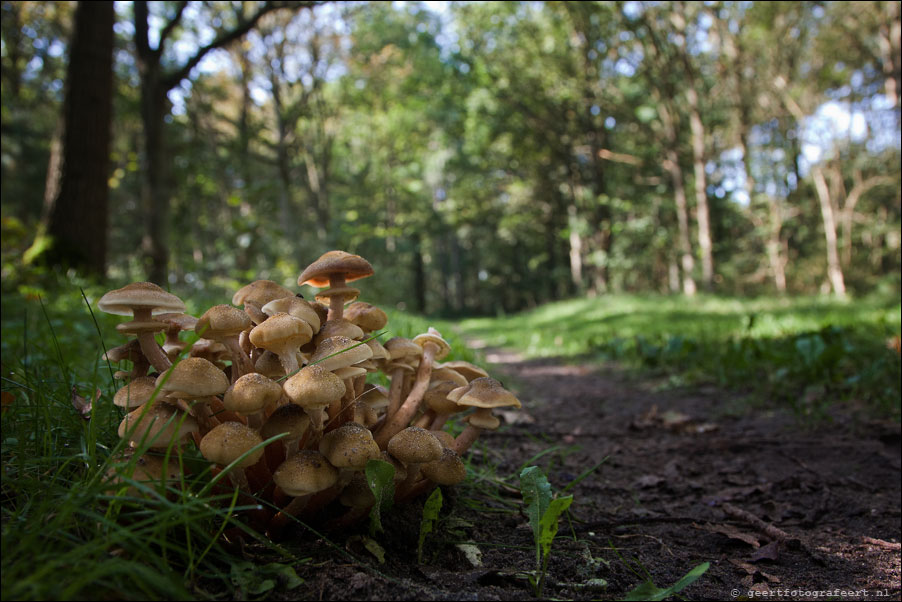 Noordhollands duinreservaat