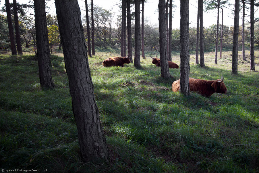 Noordhollands duinreservaat