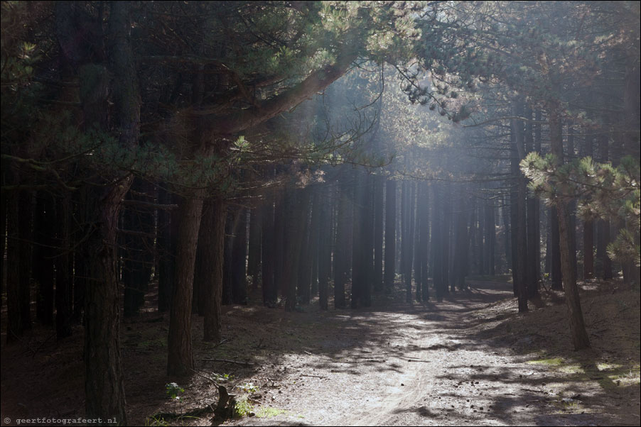 schoorlse duinen