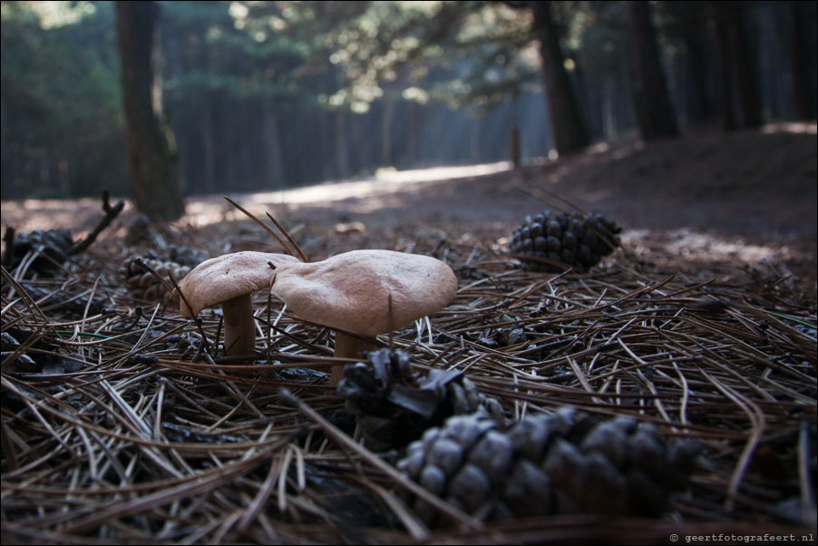 schoorlse duinen