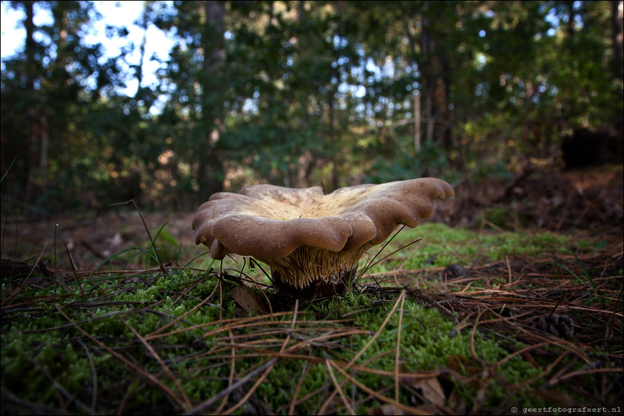 schoorlse duinen