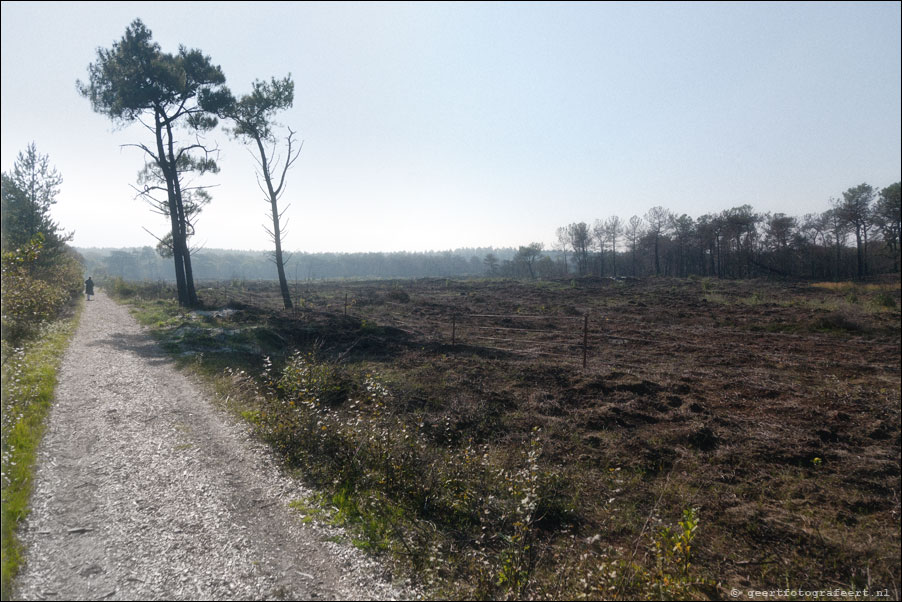 schoorlse duinen