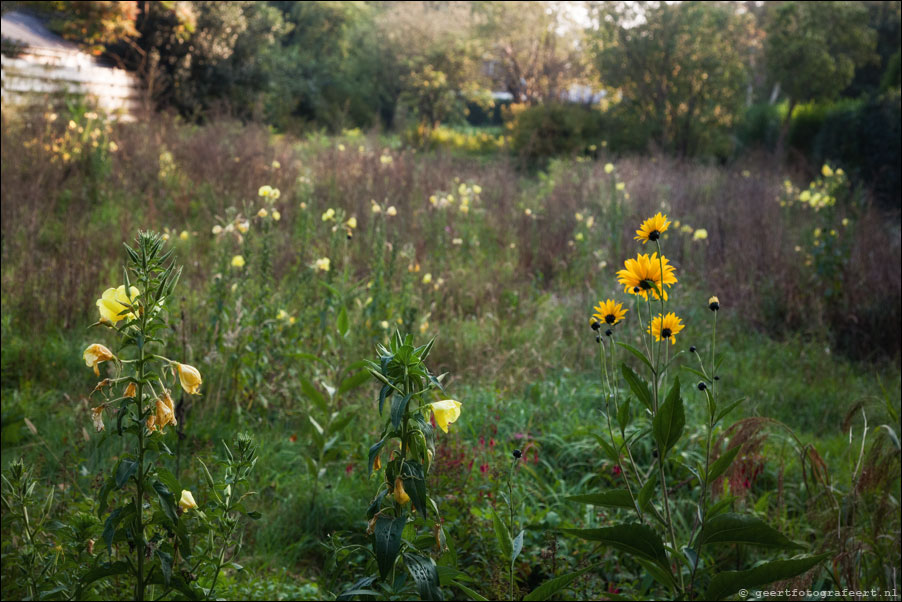 wildflowers