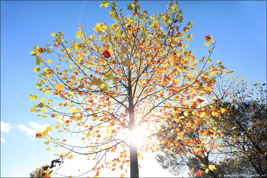 zonneboom