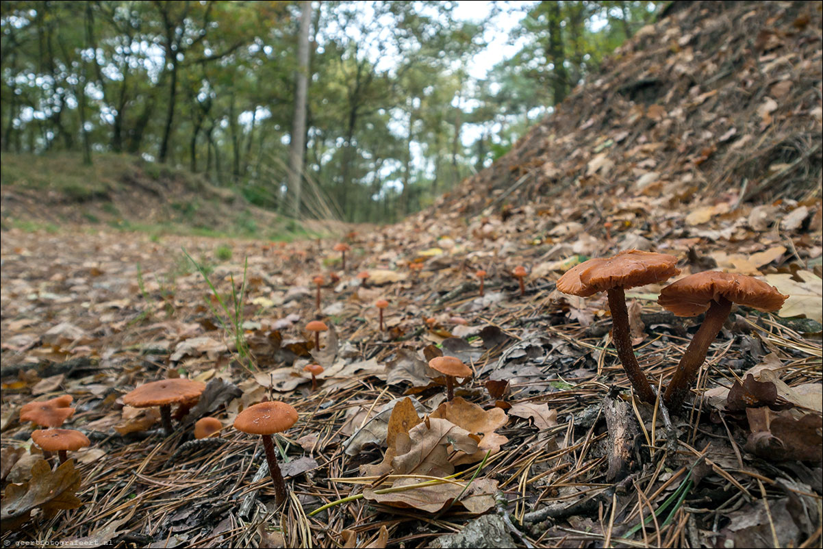 loonse en drunense duinen