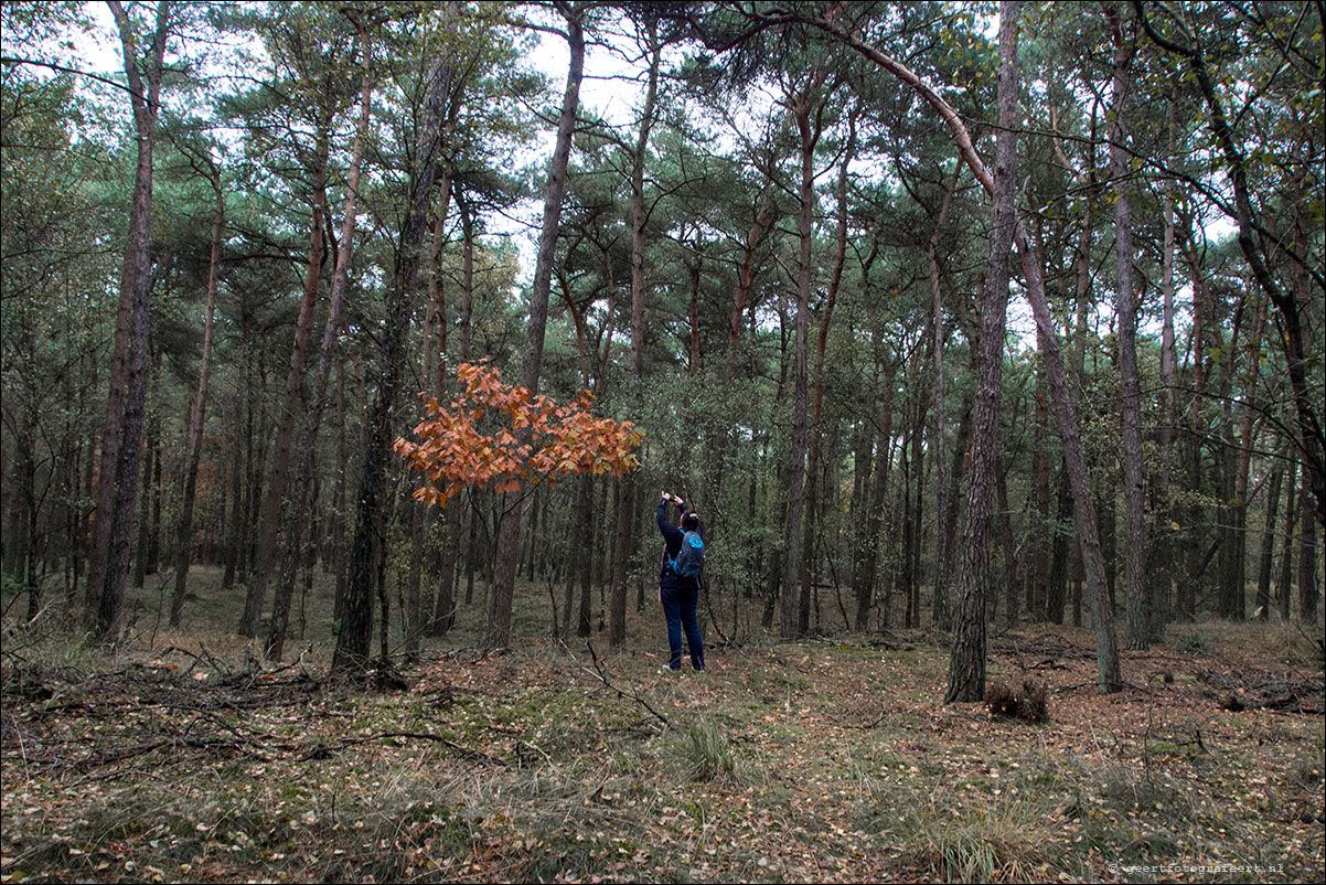 loonse en drunense duinen