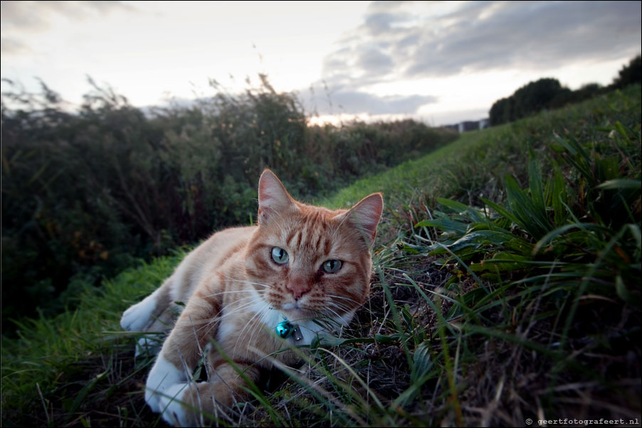 rooie kater op de dijk