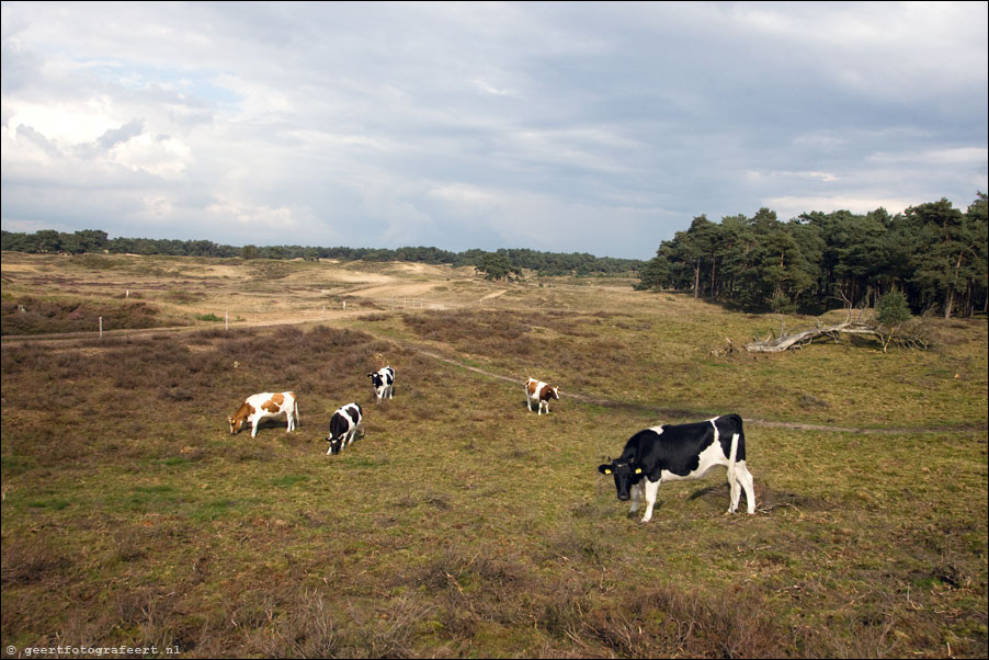 wekeromse zand