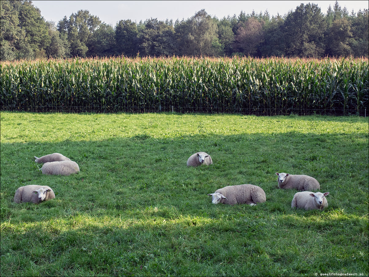 Westerborkpad 't Harde - Elburg - 't Harde